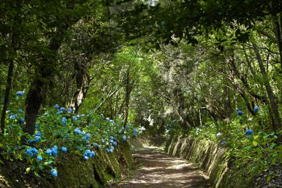 Madeira: Full-Day Laurel Forest Guided Walking Tour - Starting at Queimadas Forestry Park