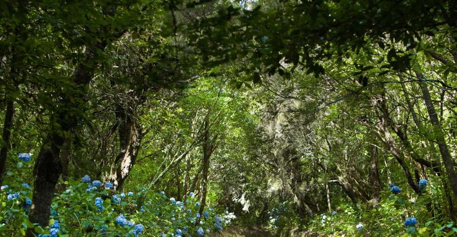 Madeira: Full-Day Laurel Forest Guided Walking Tour - Laurel forest, mist, and views below