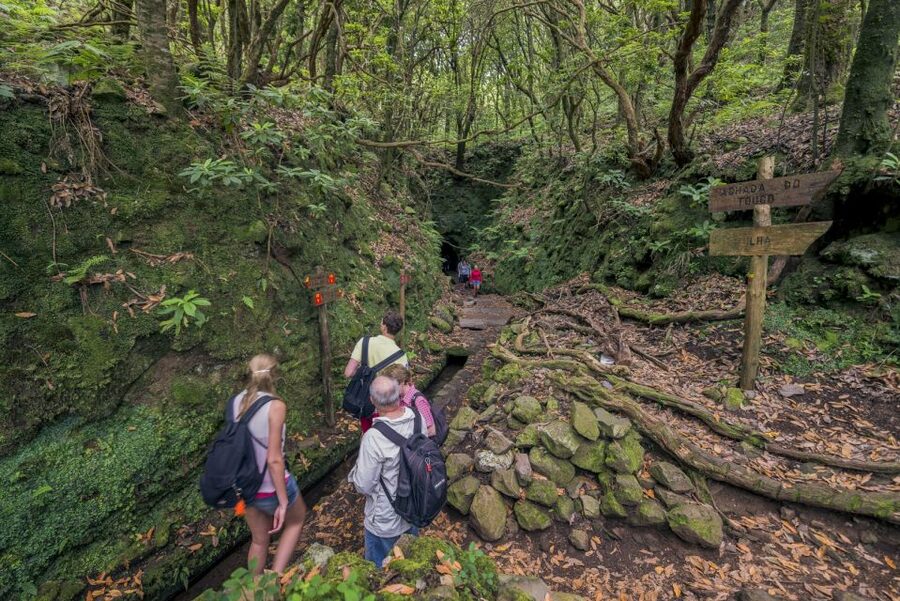 Madeira: Full-Day Laurel Forest Guided Walking Tour - What the $50 price really buys you