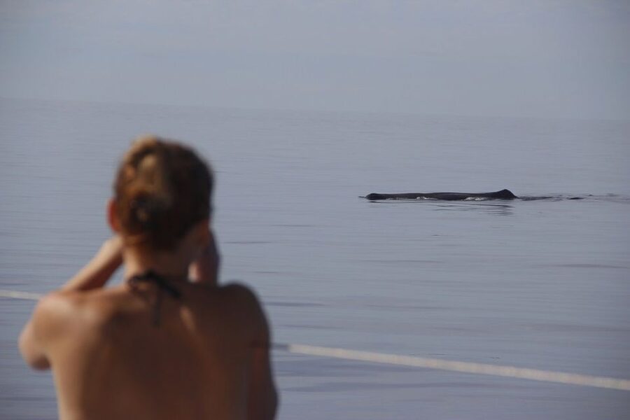 Madeira: Funchal Sunset Tour by Catamaran - Who will enjoy this sunset catamaran most?