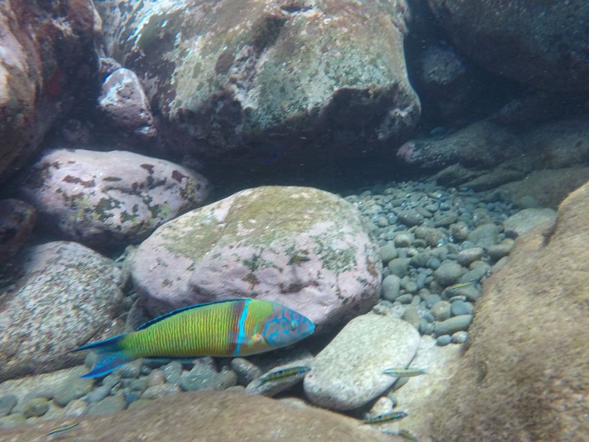 Madeira: Garajau Nature Reserve Kayak and Snorkel Tour - Snorkeling in Garajau’s clear water