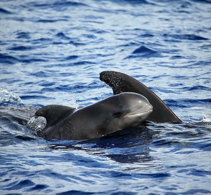 Madeira: Guaranteed Whales or Dolphins Watching Tour - Why this Madeira boat trip is different