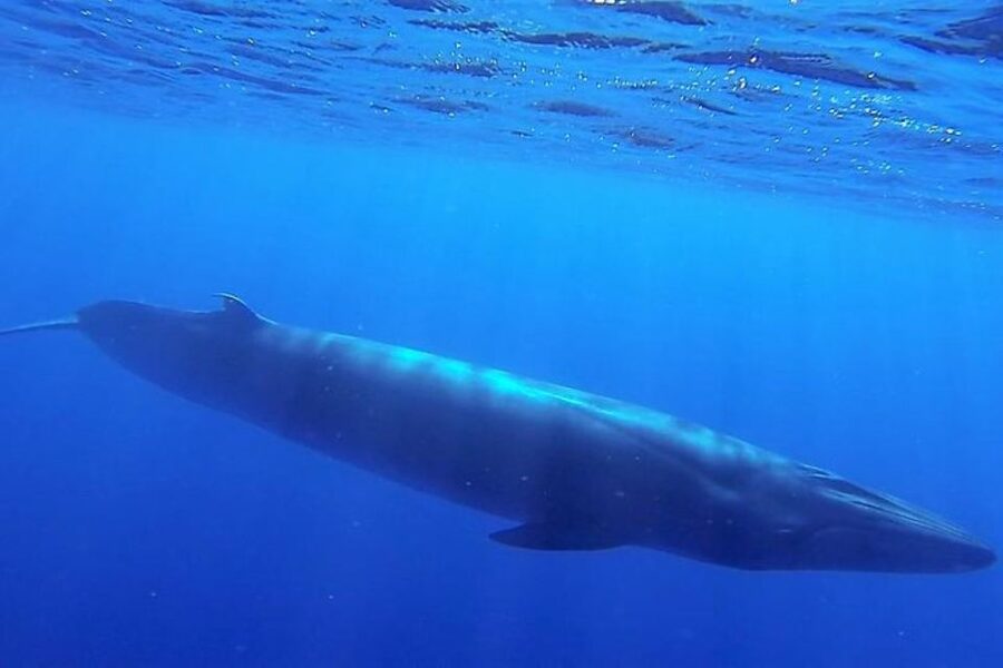 Madeira: Guaranteed Whales or Dolphins Watching Tour - Practical booking advice from Funchal