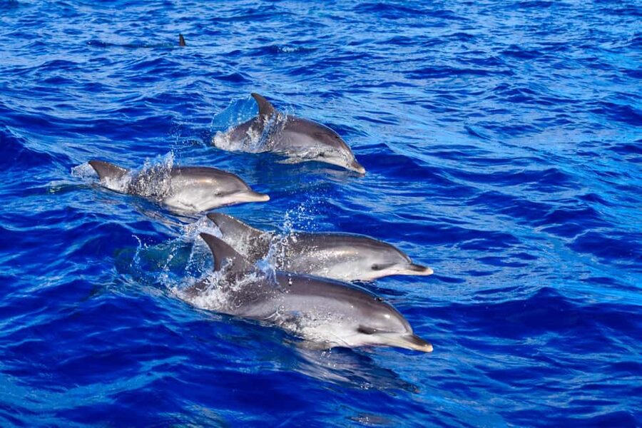 Madeira: Guaranteed Whales or Dolphins Watching Tour - Leaving from Funchal’s new marina