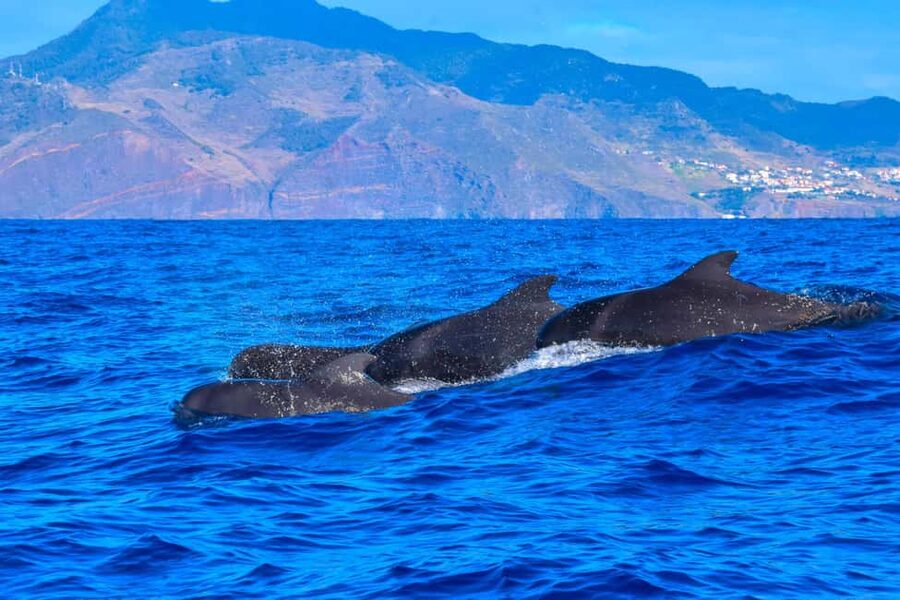 Madeira: Guaranteed Whales or Dolphins Watching Tour - Ethical watching, not a chase
