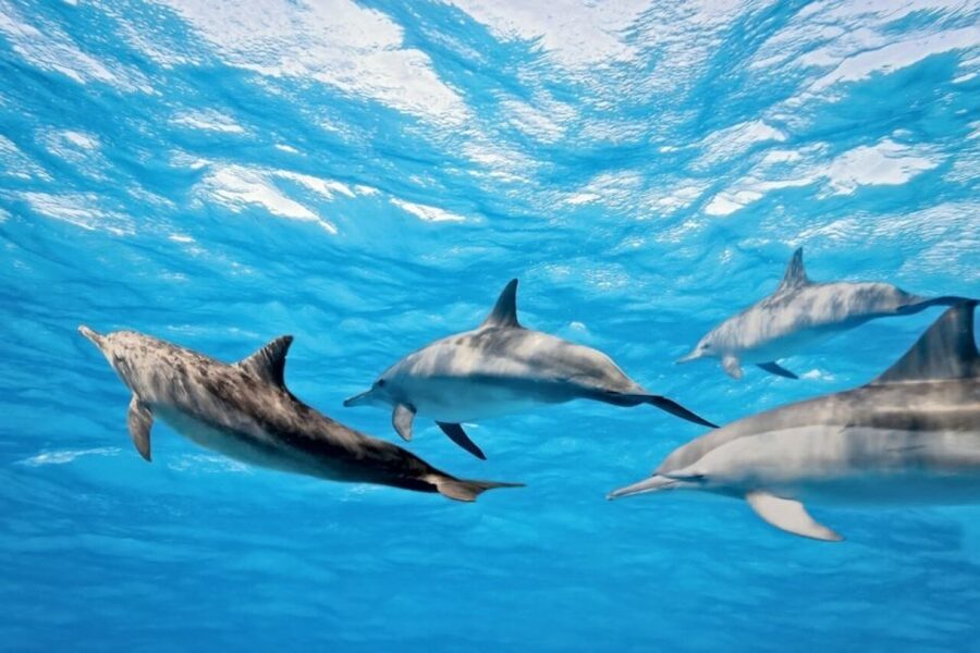 Madeira: Guaranteed Whales or Dolphins Watching Tour - What the ride feels like on the open sea