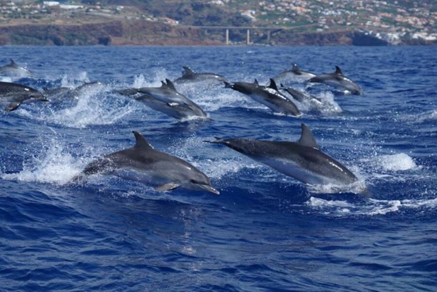Madeira: Guaranteed Whales or Dolphins Watching Tour - A closer look at the wildlife possibilities