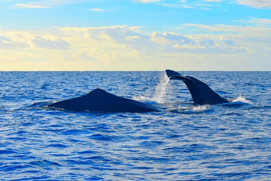 Madeira: Guaranteed Whales or Dolphins Watching Tour - Is $55 a good value?