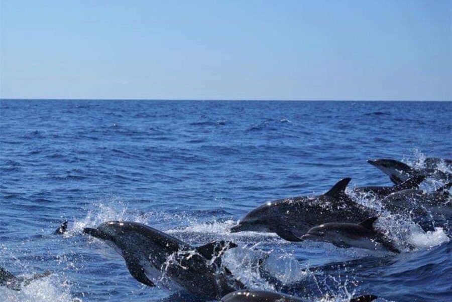 Madeira: Guaranteed Whales or Dolphins Watching Tour - Who should book this experience