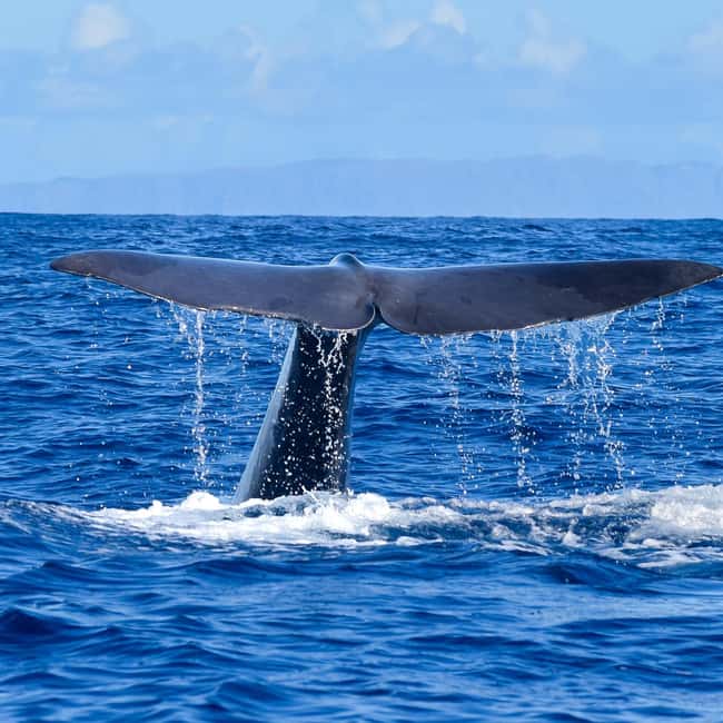 Madeira: Guaranteed Whales or Dolphins Watching Tour - The two-hour search for whales and dolphins
