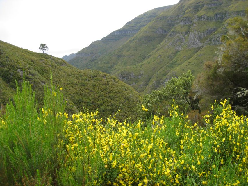 Madeira: Guided Full-Day Rabaçal Walk - Key points to know before you book