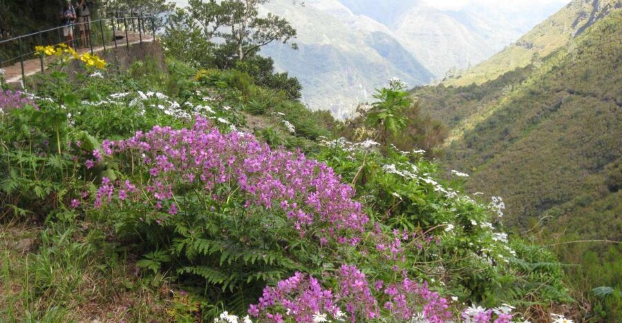 Madeira: Guided Full-Day Rabaçal Walk - Walking through Madeira’s Laurissilva Forest