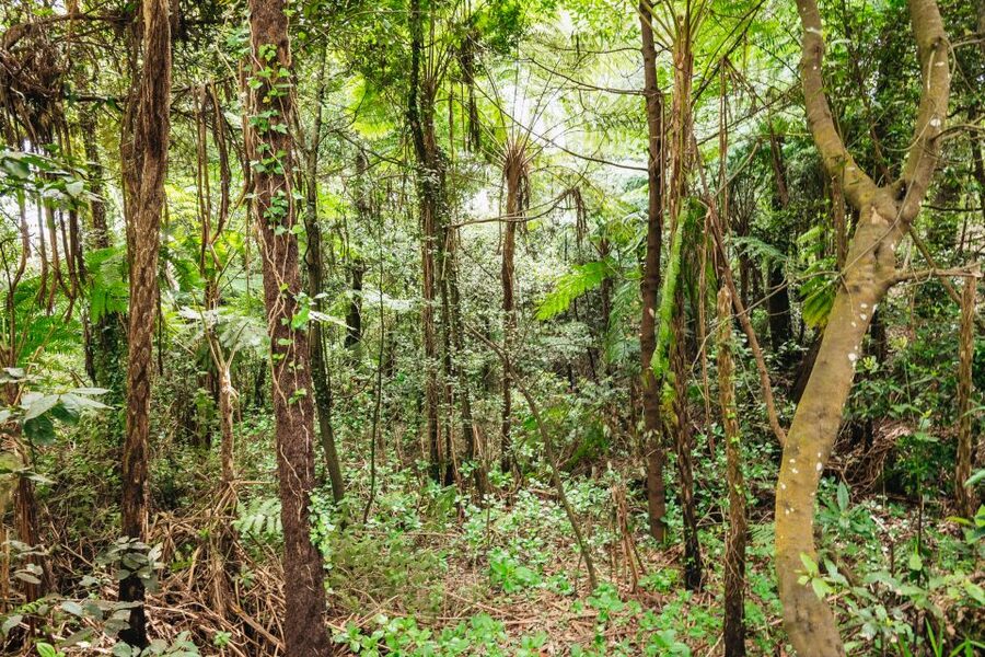 Madeira: Half-Day Pico Arieiro Jeep Tour - Off-road through the Laurissilva Forest