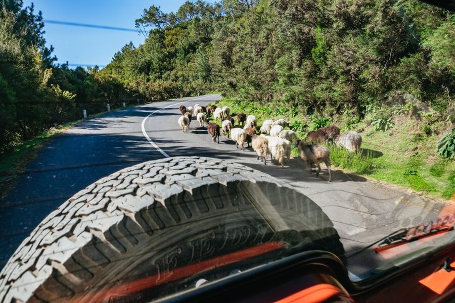 Madeira: Half-Day Pico Arieiro Jeep Tour - The guides make the difference