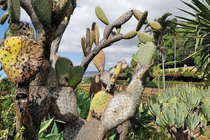 Madeira Highlights: Toboggan, Garden & Cable Car (All-Inclusive) - What the driver service adds