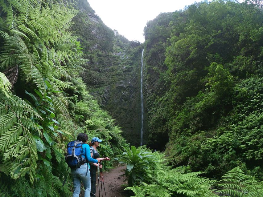 Madeira Island: Caldeirão Verde Levada Walk - Walking through the Laurissilva Forest