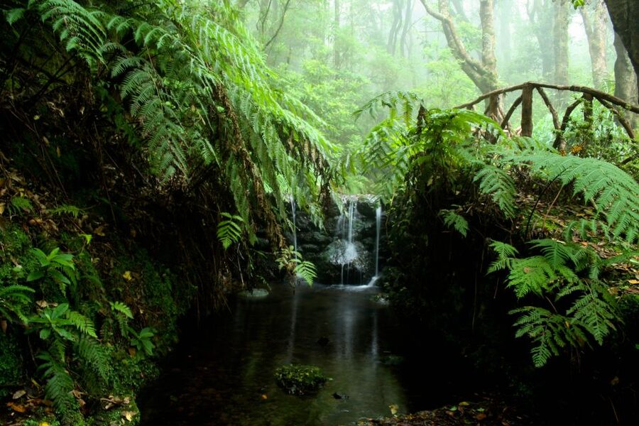 Madeira Island: Caldeirão Verde Levada Walk - Is $54 good value?