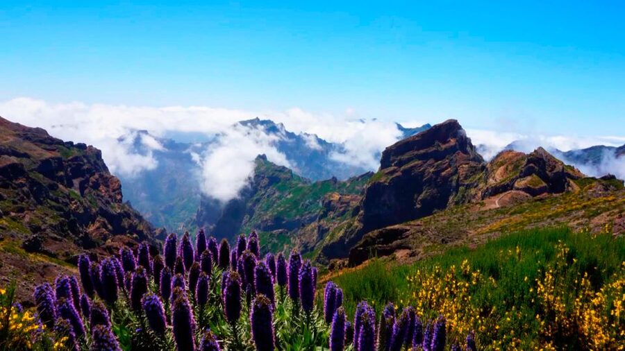Madeira: Jeep tour Pico Areeiro, Santa Cruz and Cristo Rei - Seeing working Madeira in Santa Cruz