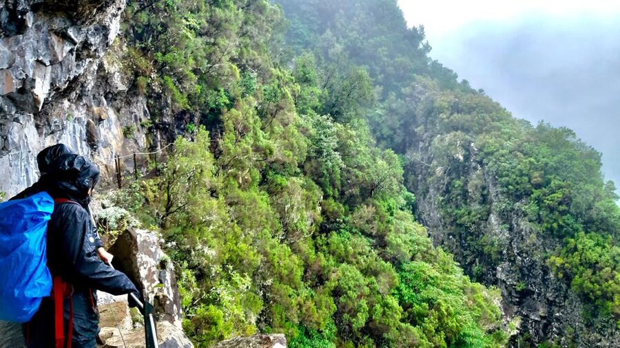 Madeira: Jungle Fever Levada Caldeirao Verde Hike Santana - What the $74 price really covers