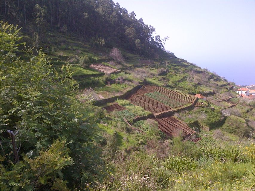 Madeira: Levado do Norte 2-Hour Hiking Tour - Following Madeira’s waterway below Cabo Girão