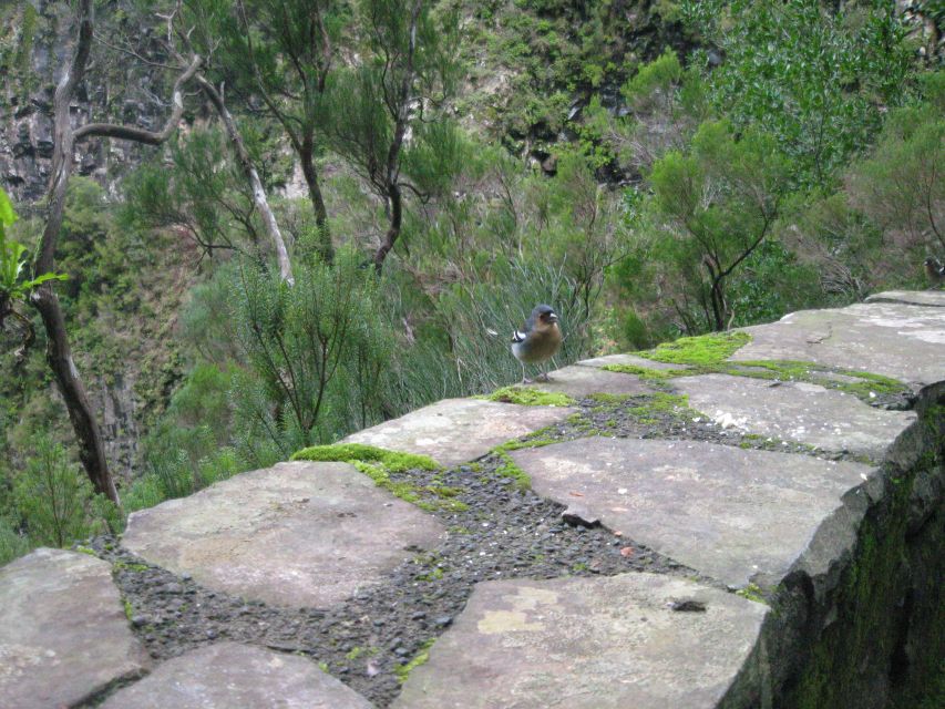 Madeira: Mountain Walk with Lagoon and Waterfalls - Paúl da Serra and Risco waterfall