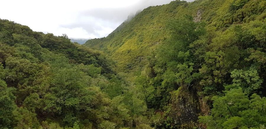 Madeira: Mountain Walk with Lagoon and Waterfalls - Who should book this mountain walk?