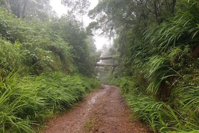 Madeira Off-Road Tours - Paúl da Serra and Porto Moniz’s volcanic pools