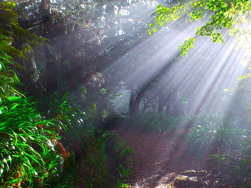 Madeira: Paradise Valley Levada Walk - Key points at a glance