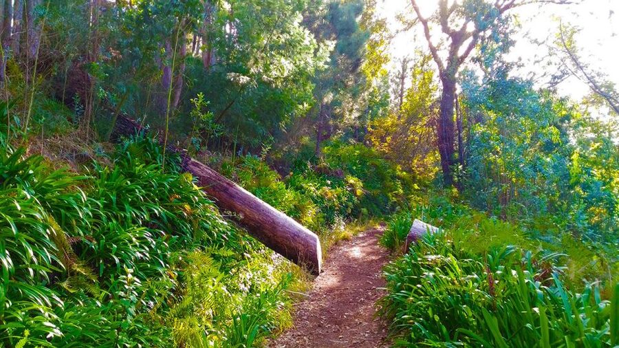 Madeira: Paradise Valley Levada Walk - Who will enjoy this walk most