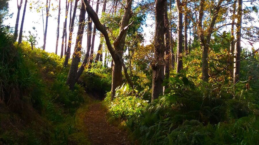 Madeira: Paradise Valley Levada Walk - Looking toward Camacha