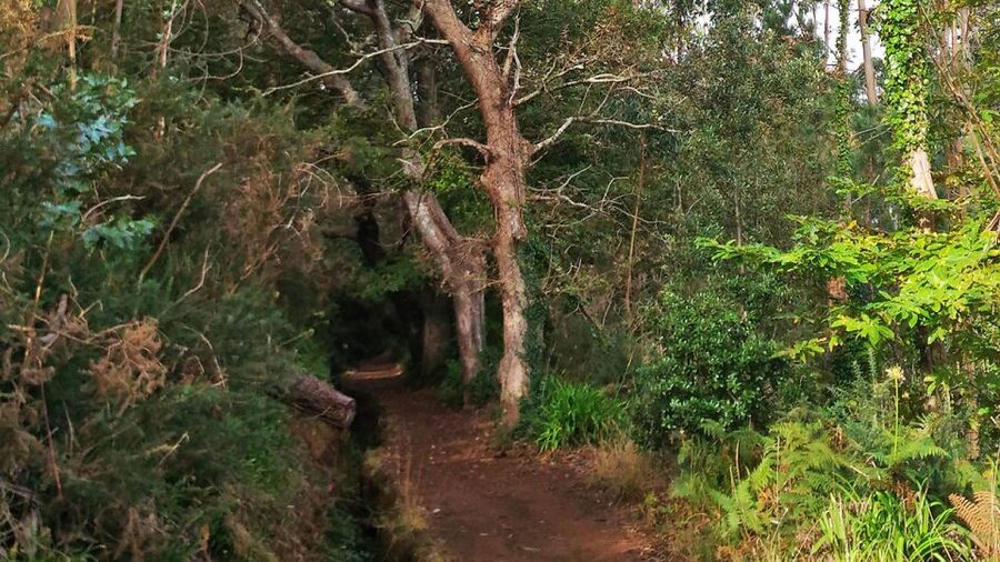 Madeira: Paradise Valley Levada Walk - A relaxed guided pace