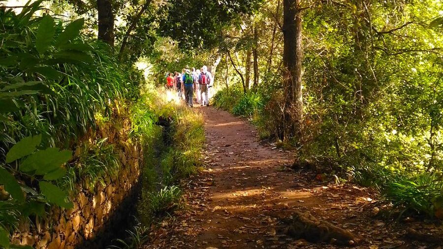 Madeira: Paradise Valley Levada Walk - From Vale do Paraíso into the forest
