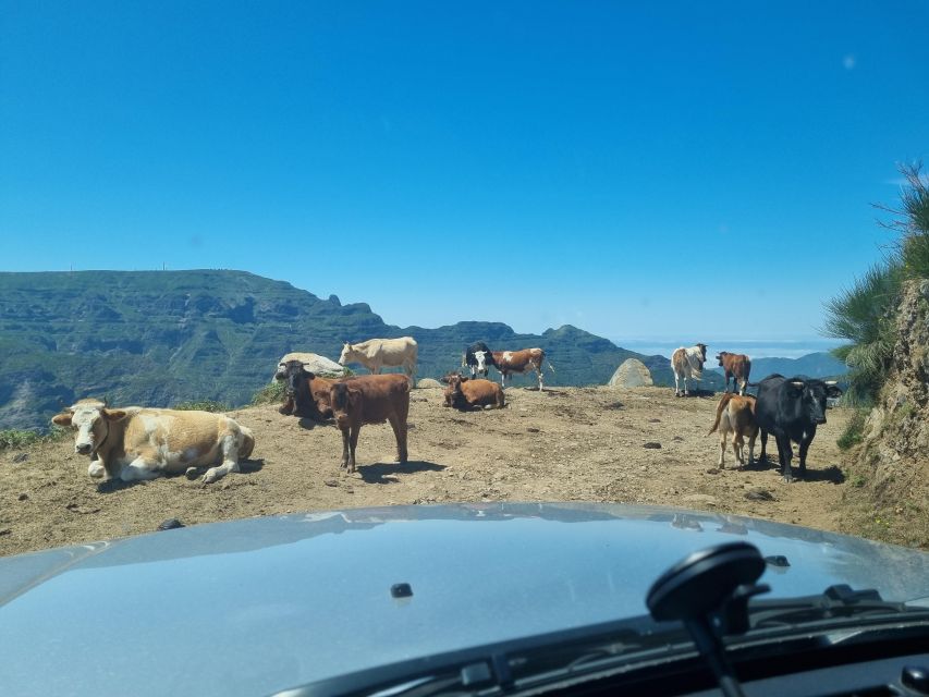 Madeira: Picturesque Peaks and Skywalk private 4x4 Jeep tour - Key points to know before booking