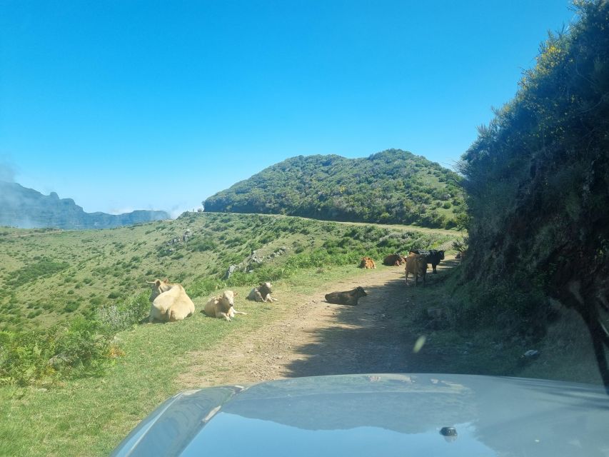 Madeira: Picturesque Peaks and Skywalk private 4x4 Jeep tour - Why this short Madeira tour works