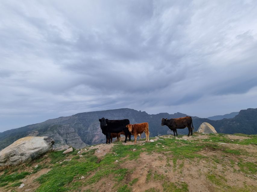 Madeira: Picturesque Peaks and Skywalk private 4x4 Jeep tour - Farms, vineyards, and the everyday side of the island