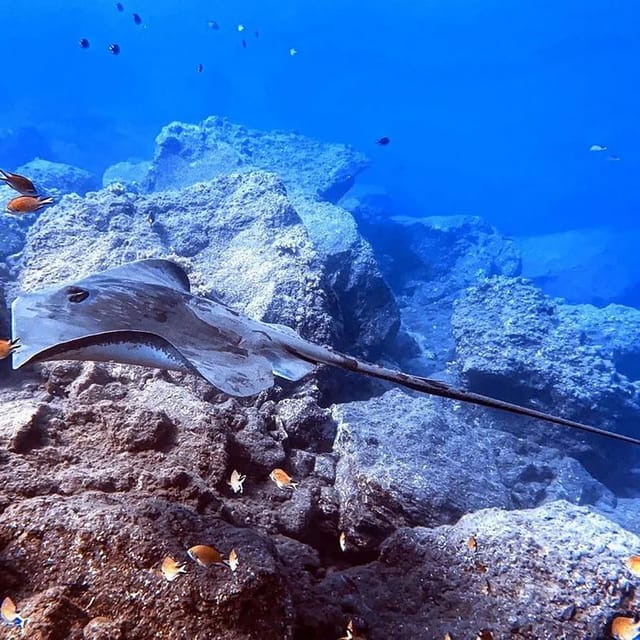 Madeira, Ponta São Lourenço: Scuba Diving for Beginners - Is $53 a fair price?