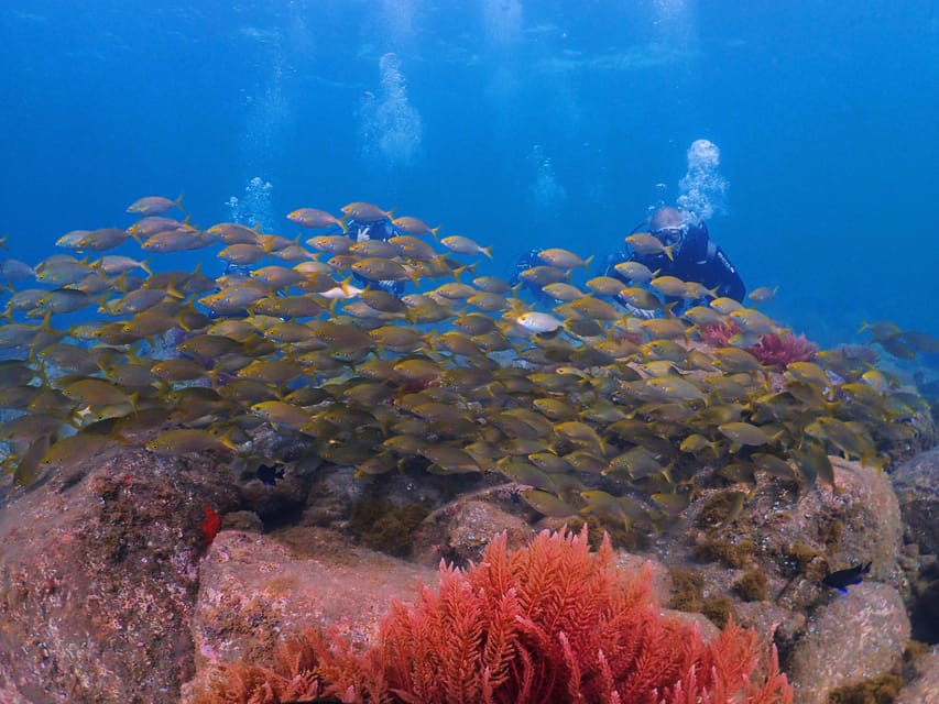 Madeira, Ponta São Lourenço: Scuba Diving for Beginners - Walking a few steps to the private reef