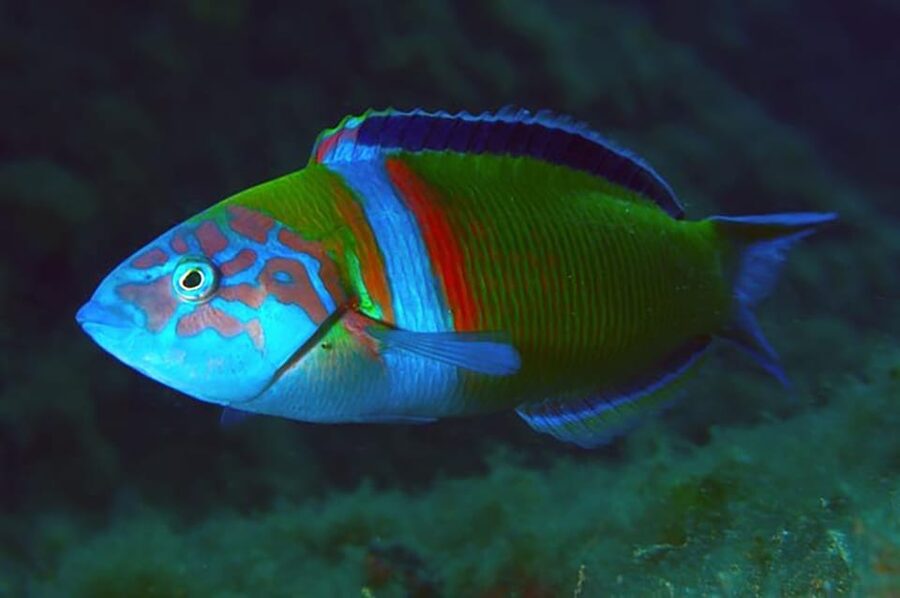 Madeira, Ponta São Lourenço: Scuba Diving for Beginners - The certificate and what it really means