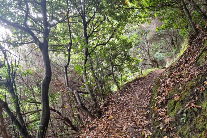 Madeira Porto da Cruz to Machico Self Hiking Tour with Transfer - Why the coastal and mountain views matter