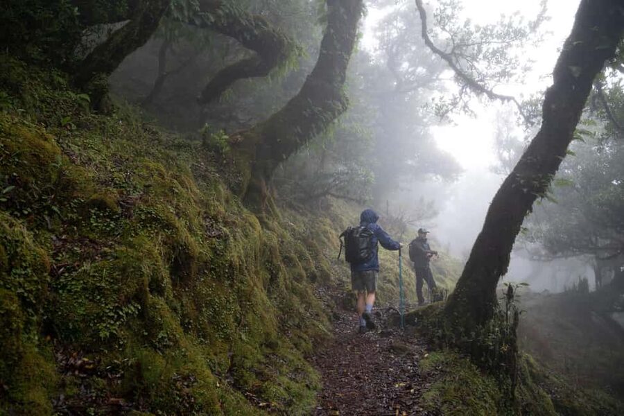 Madeira: PR 9 - Levada do Caldeirão Verde Hike Transfer - From your hotel to Pico das Pedras