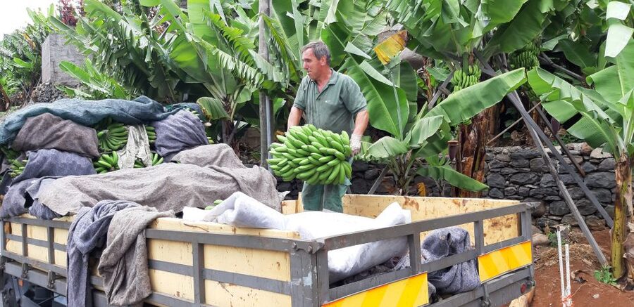 Madeira: Private Banana Farm Tour with Pickup - Why Madeira’s small banana matters