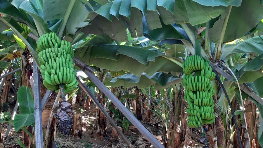 Madeira: Private Banana Farm Tour with Pickup - Following the banana plant from shoot to fruit