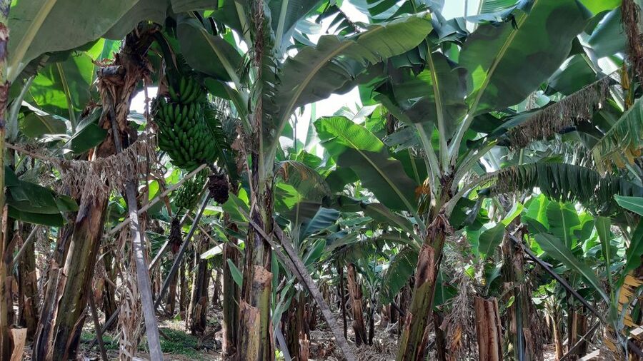 Madeira: Private Banana Farm Tour with Pickup - RG3 viewpoint gives the tour a wider frame