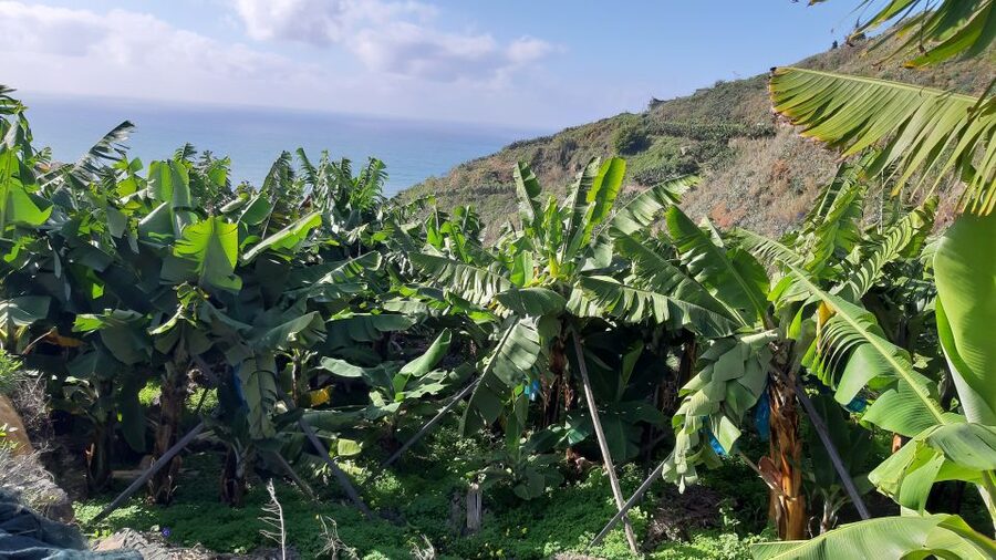 Madeira: Private Banana Farm Tour with Pickup - What the private transport changes