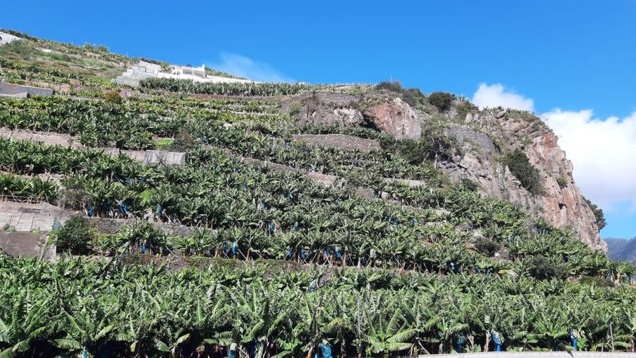 Madeira: Private Banana Farm Tour with Pickup - Who will get the most from this experience