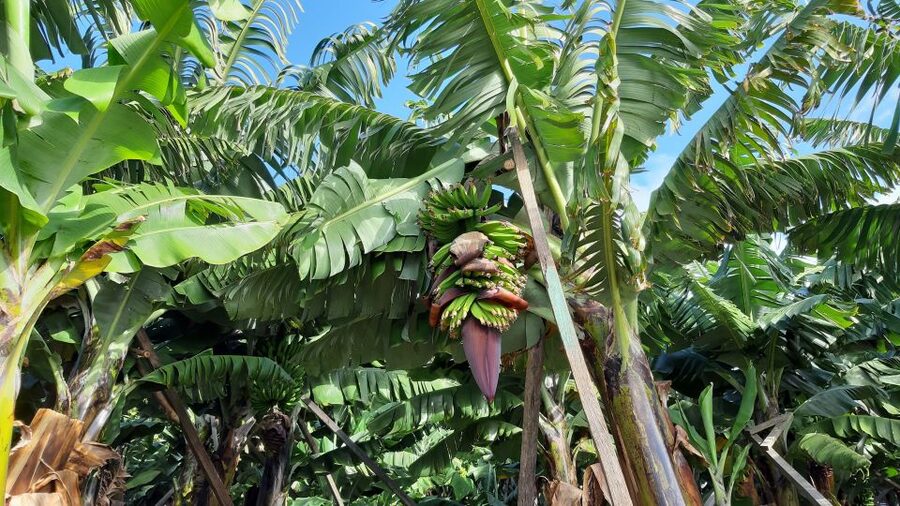 Madeira: Private Banana Farm Tour with Pickup - How the guide affects the experience