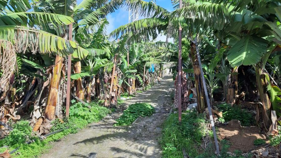 Madeira: Private Banana Farm Tour with Pickup - Practical limits before you book