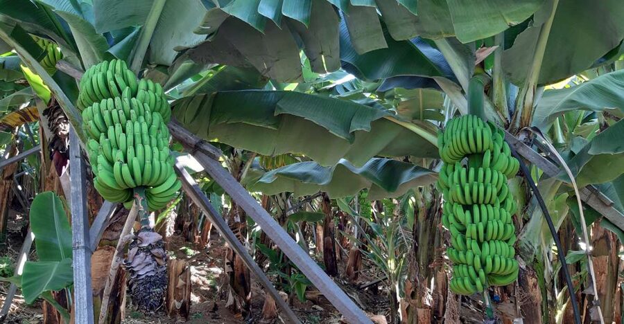 Madeira: Private Banana Farm Tour with Pickup - The farm visit is about place, not just produce