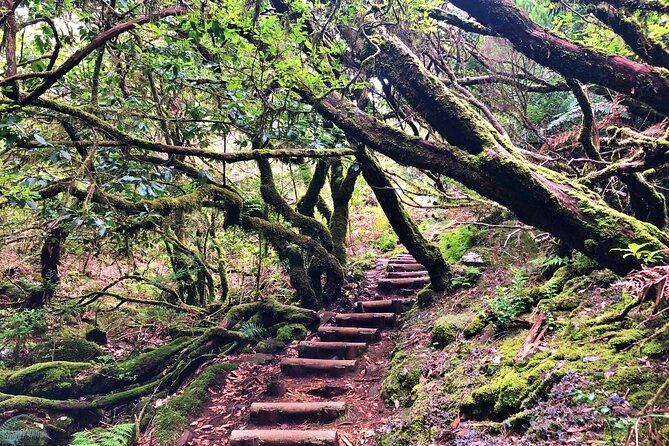 Madeira: Private Guided Walk Vereda Fanal PR13 - From forest shade to open mountain paths