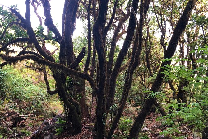 Madeira: Private Guided Walk Vereda Fanal PR13 - Why the private format adds value